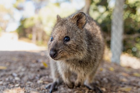 quokka min