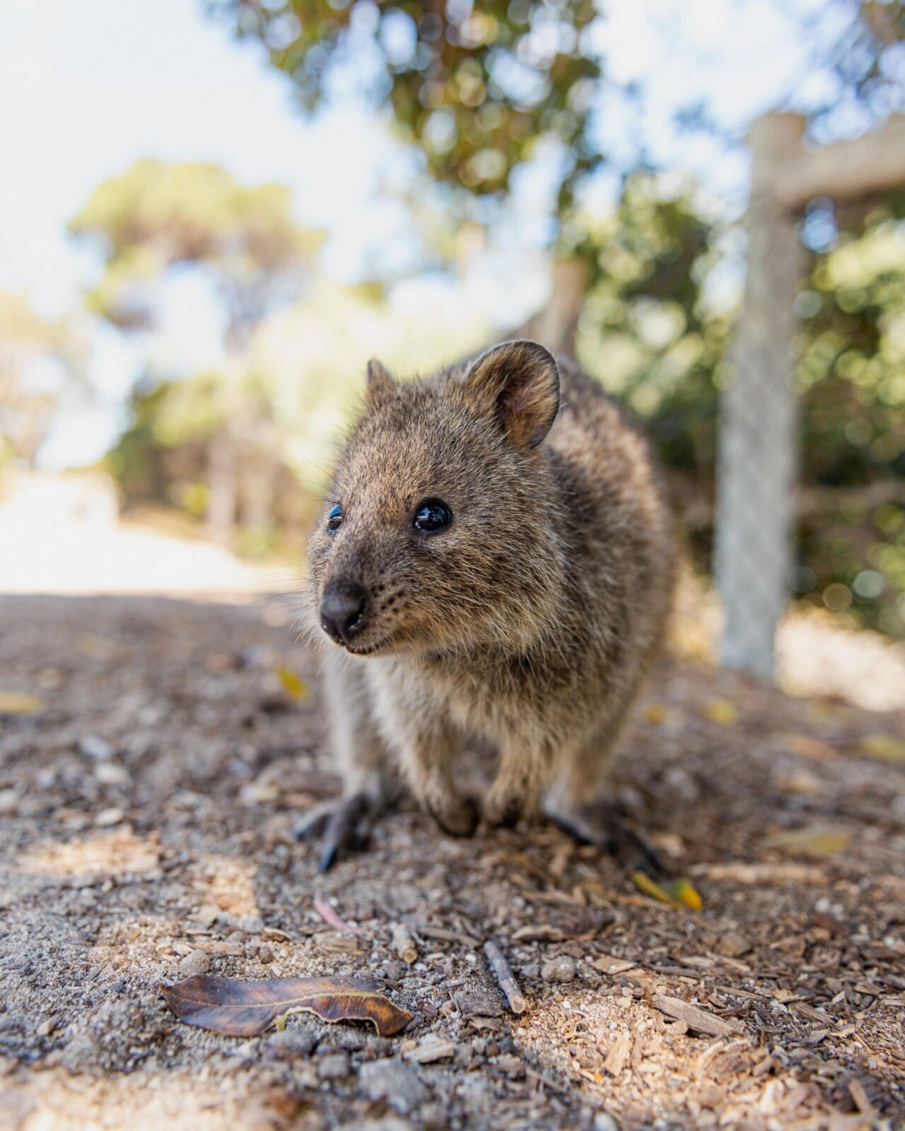quokka min