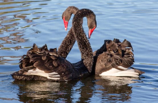 eugvbupfwnea7fxwbgya